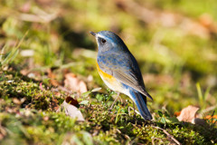 Tarsiger cyanurus