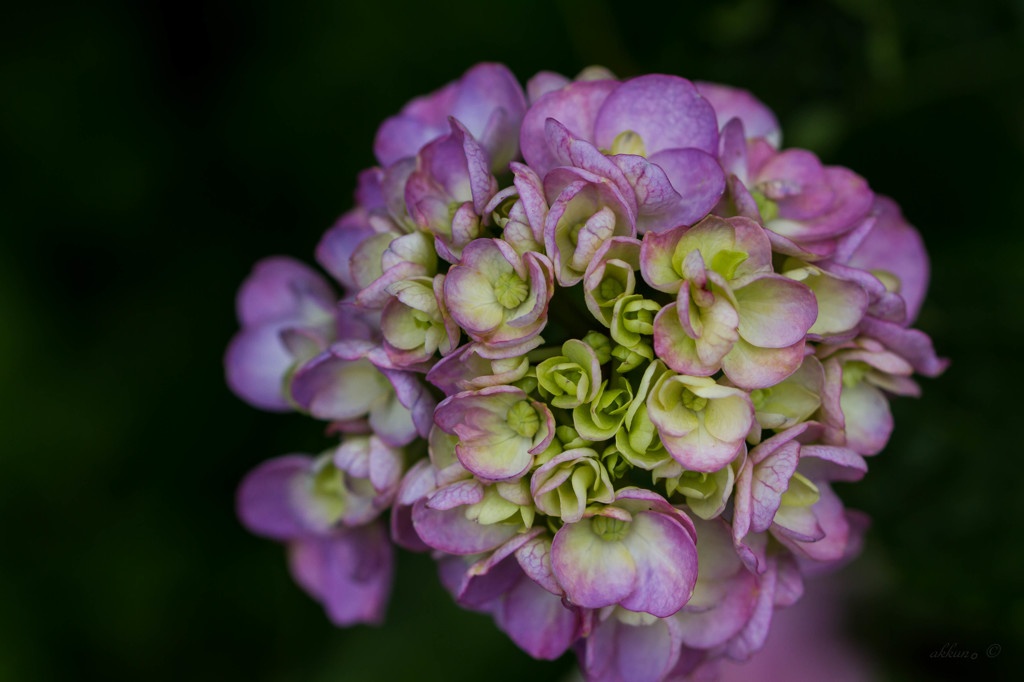 紫陽花。