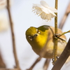 メジロと梅。 ⑥
