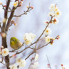 春近し。