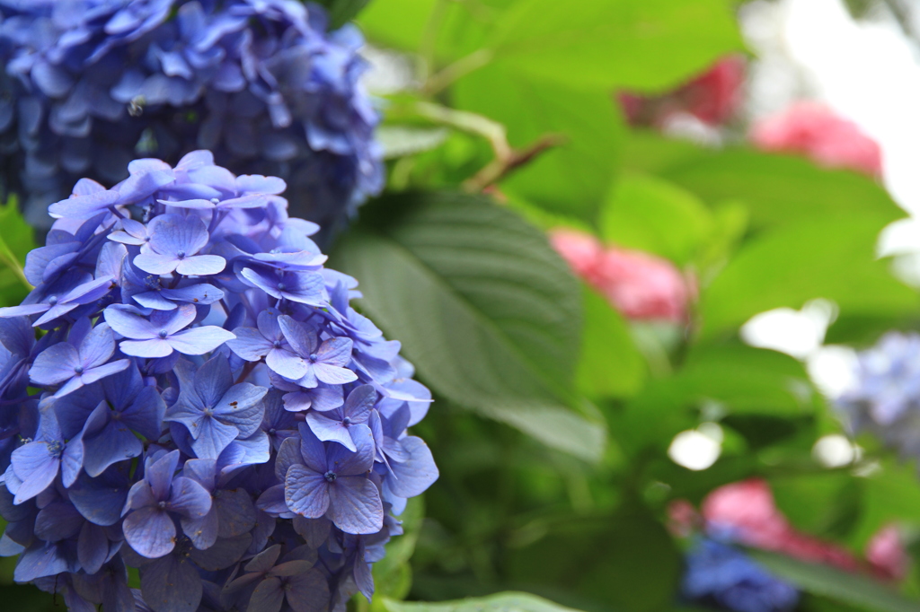 アジサイ