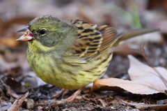 何食べてるの？