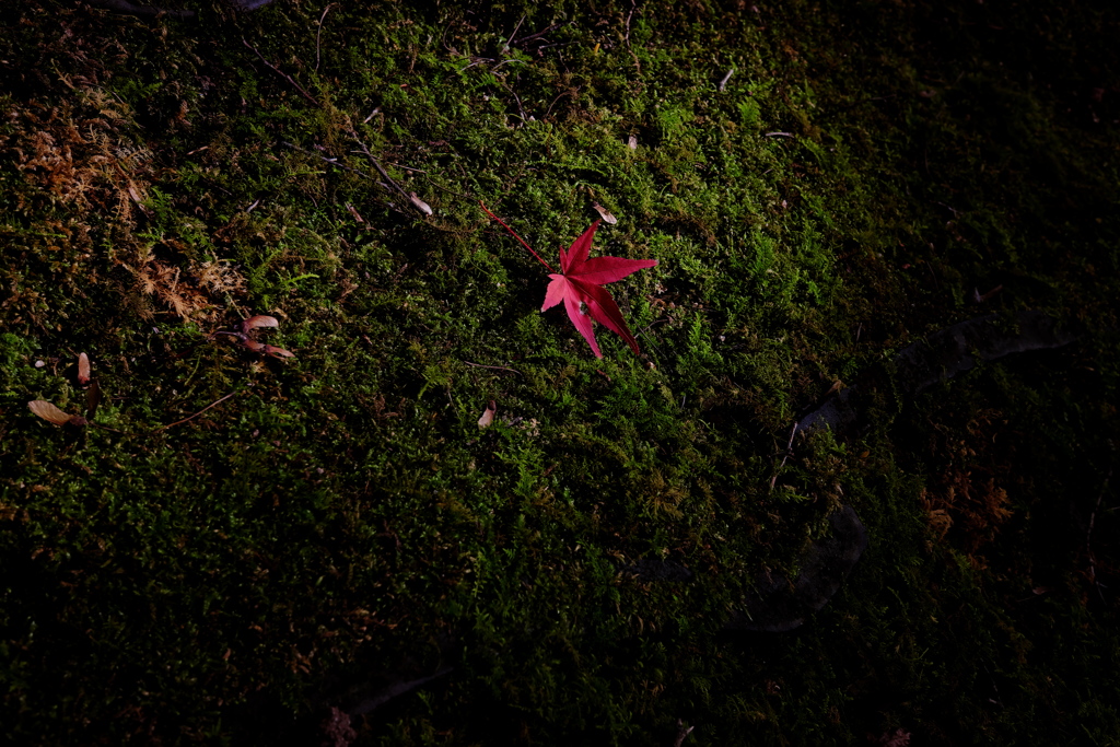one leaf