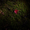 one leaf