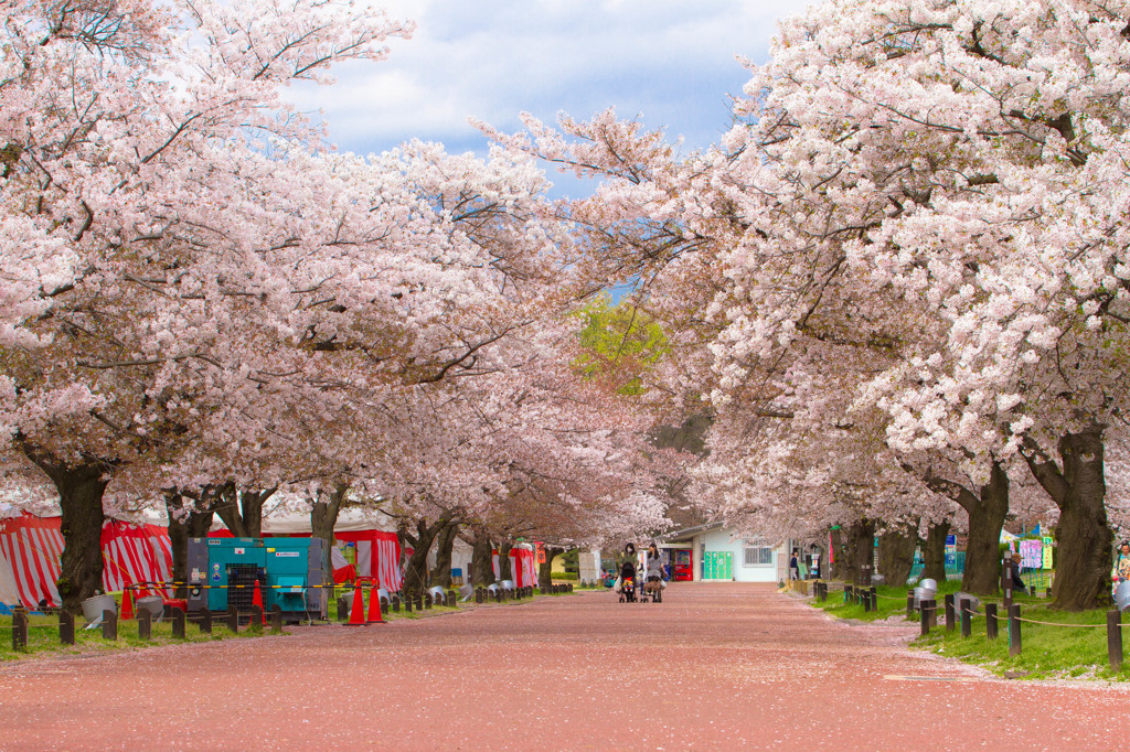 桜まつり