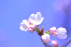 春がきた♪