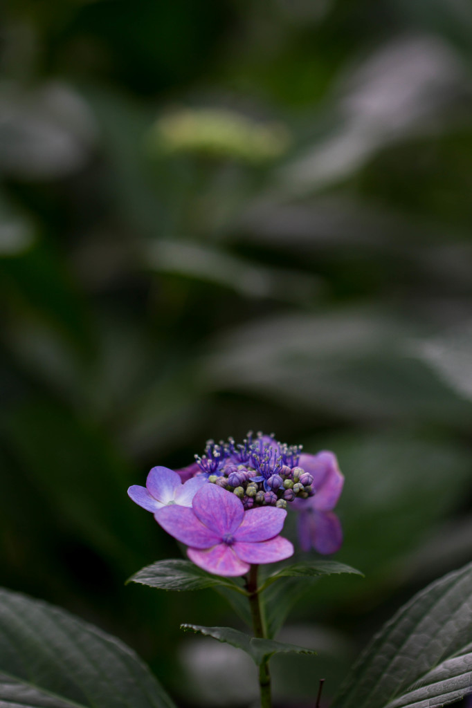紫陽花
