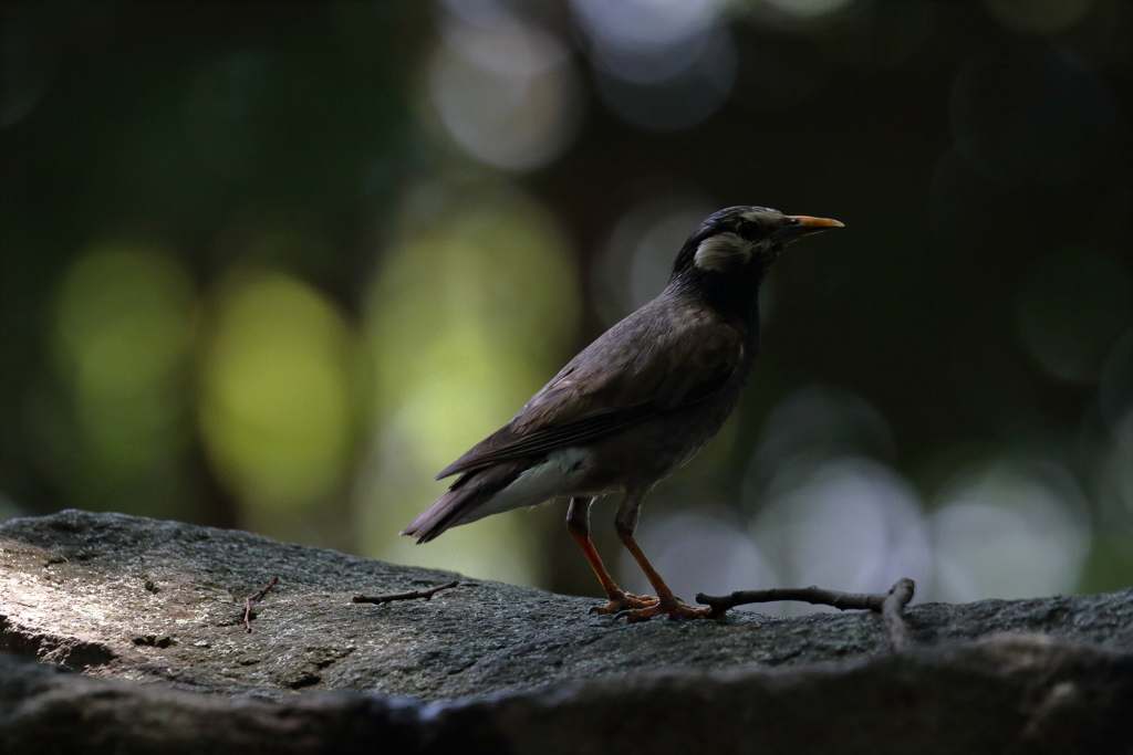 椋鳥