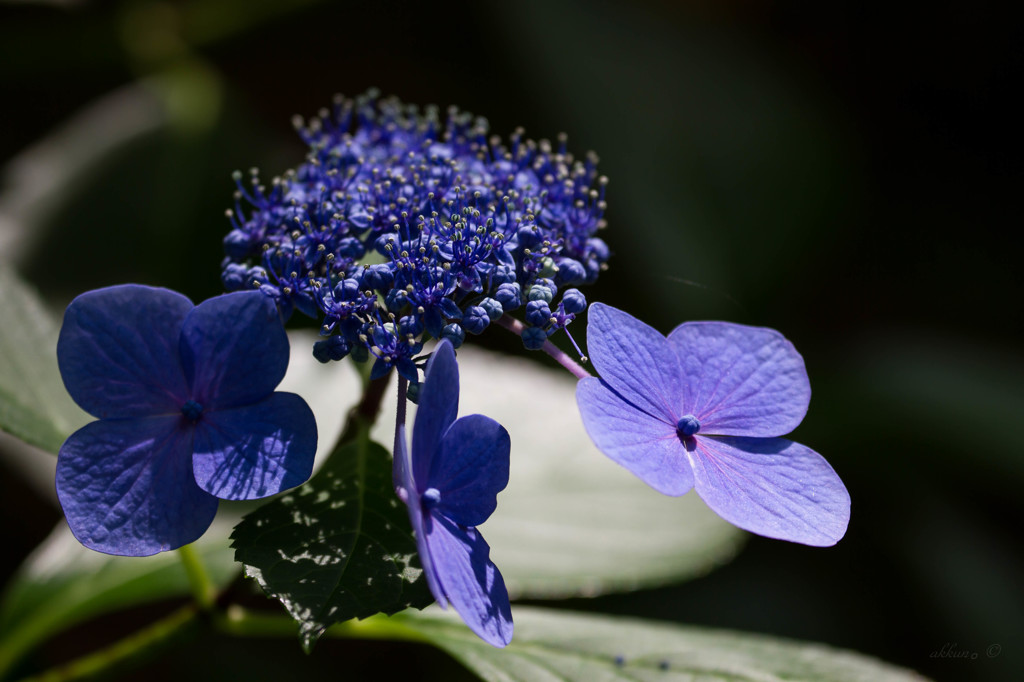 紫陽花
