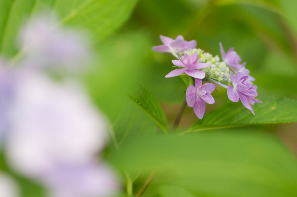 紫陽花