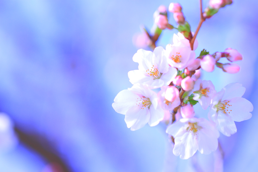 開花。