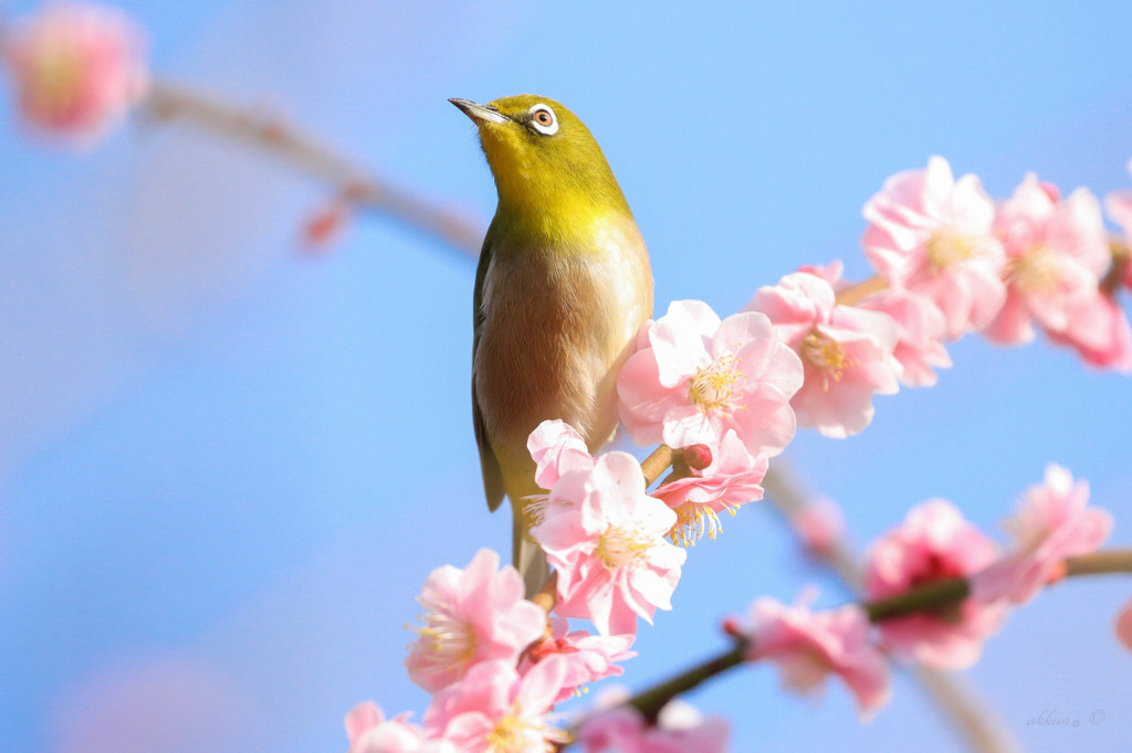 春が来た⁈