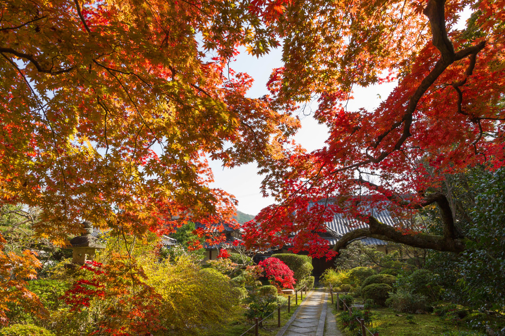 紅葉見に行こうよう♪