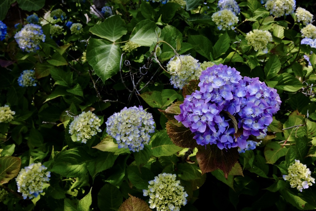 紫陽花
