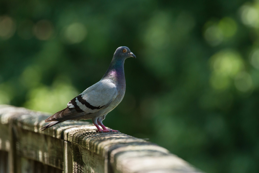 鳩ぽっぽ♪