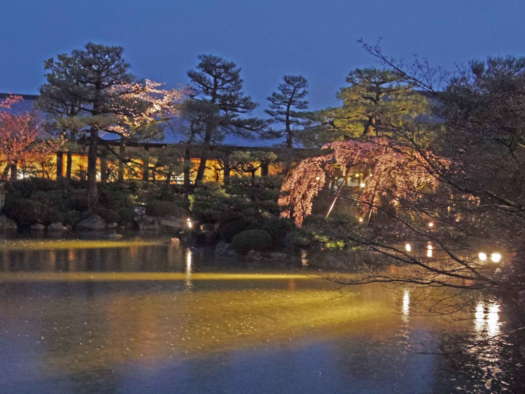 夜桜