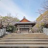 向日神社桜