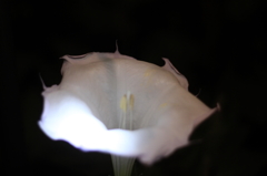 夜の華