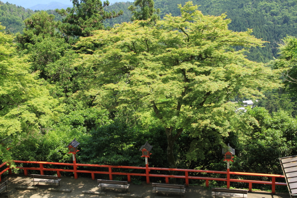 緑と灯篭