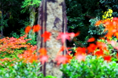 紅の飛来