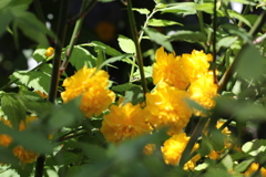 山吹
