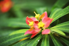 花壇で輝き