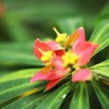 花壇で輝き