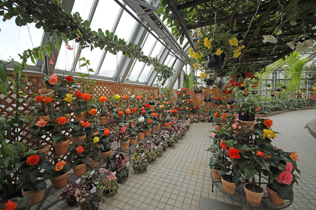 ベコニア展
