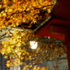 紅葉と灯篭