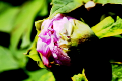 蕾