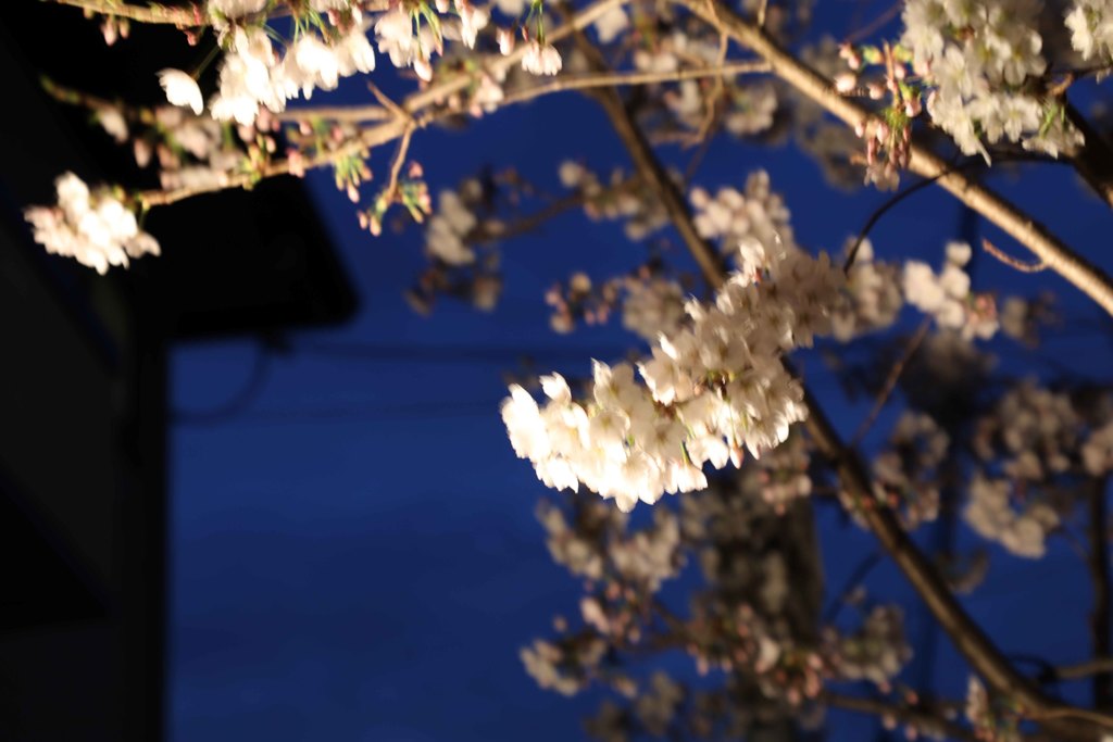 夜桜
