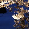 夜桜