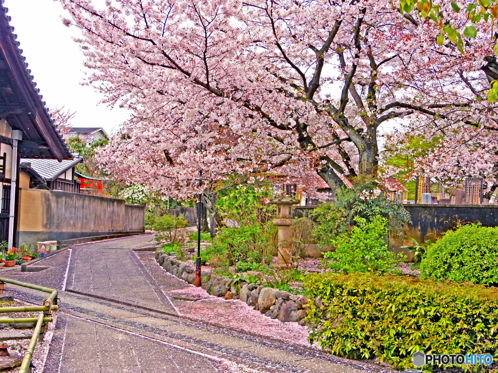 お花見