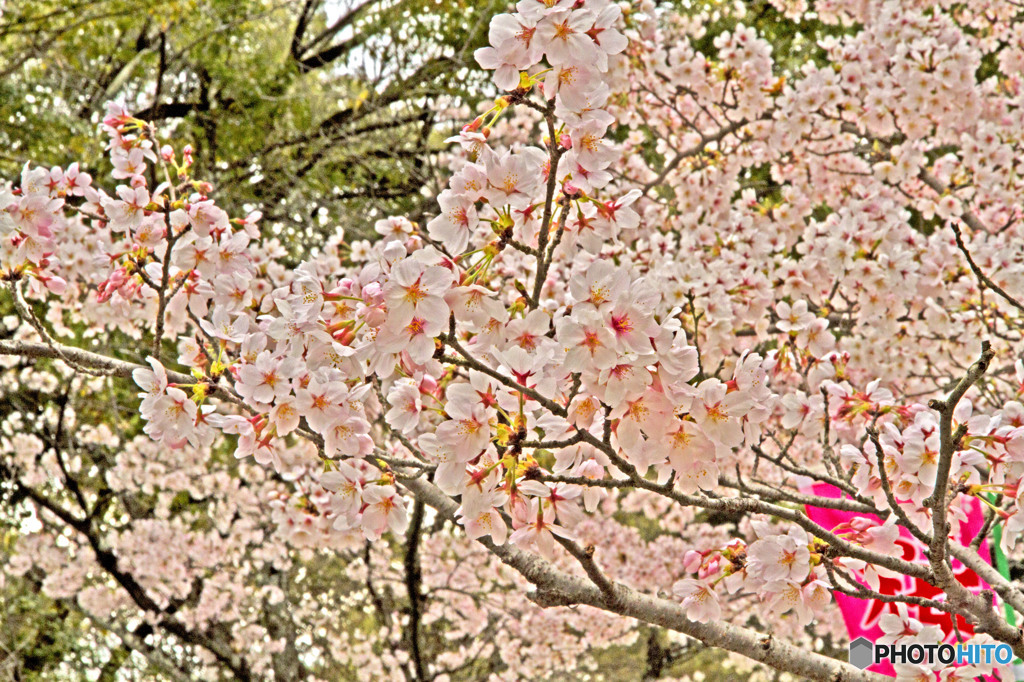 桜まつり