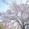さくら