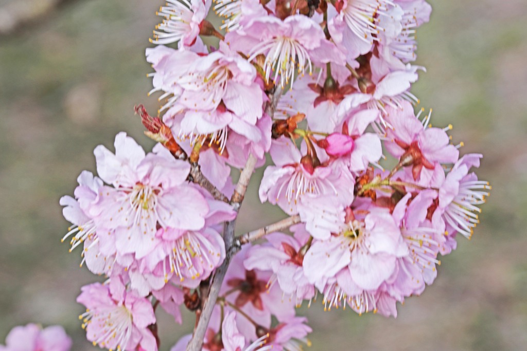 桜咲く