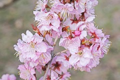 桜咲く