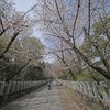 向日神社桜
