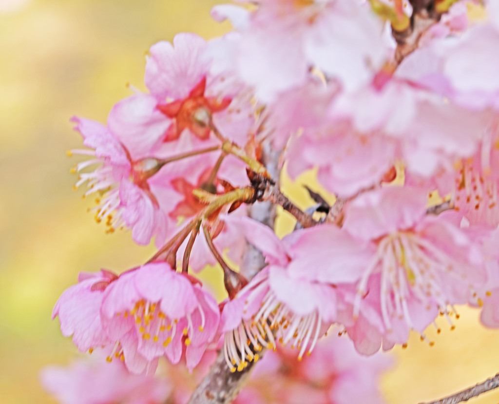開花