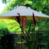 茶店