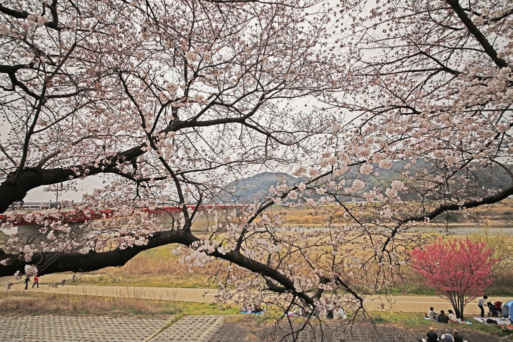 八幡市さくら出会い館