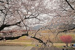 八幡市さくら出会い館