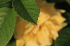 君は薔薇より美しい