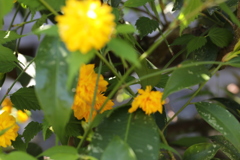 山吹