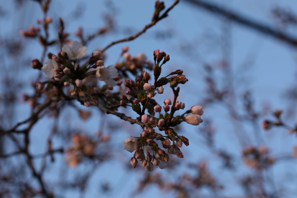 桜