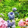 アジサイ