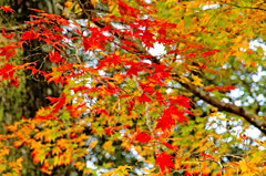 紅葉