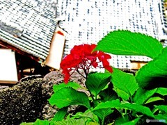 寺のアジサイ