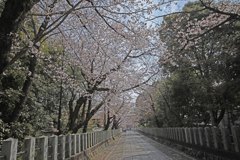 向日神社桜