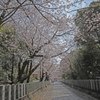 向日神社桜